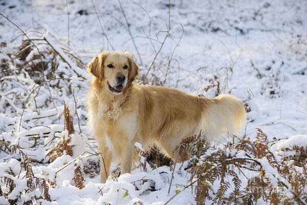 Dog Poster featuring the photograph Golden Retriever In Snow #1 by John Daniels