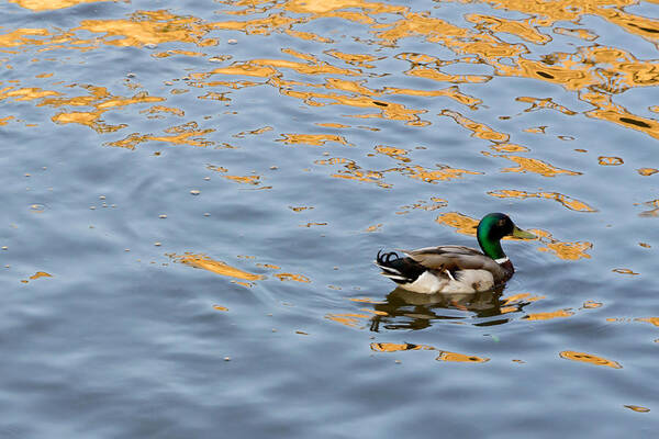 Mallard Poster featuring the photograph Golden Ripples #1 by Keith Armstrong