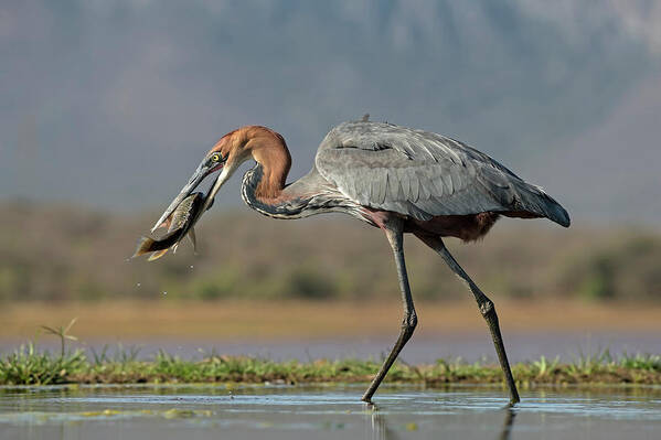 Africa Poster featuring the photograph Goliath Heron With Fish #1 by Tony Camacho