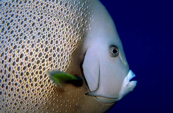 Angelfish Poster featuring the photograph Gray Angelfish Pomacanthus Arcuatus #1 by Charles Angelo