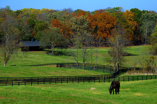 Fall Poster featuring the photograph Grazing #1 by Cathy Shiflett