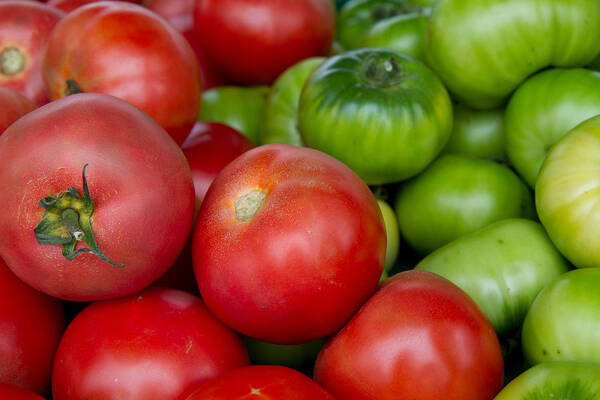 Tomato Poster featuring the photograph Green And Red Tomatoes #1 by Dina Calvarese