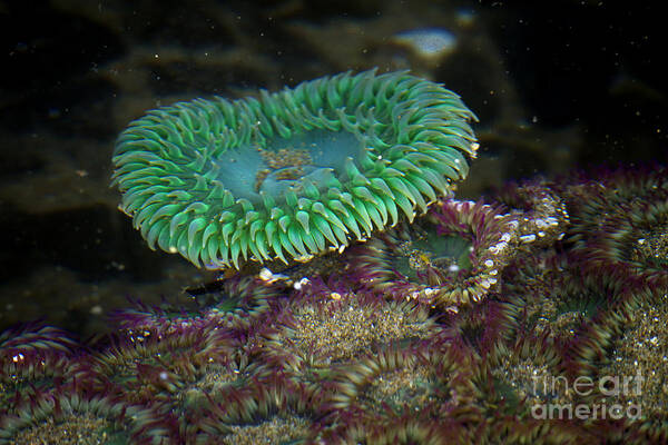 Sea Anemone Poster featuring the photograph Green Anemone #1 by Carrie Cranwill