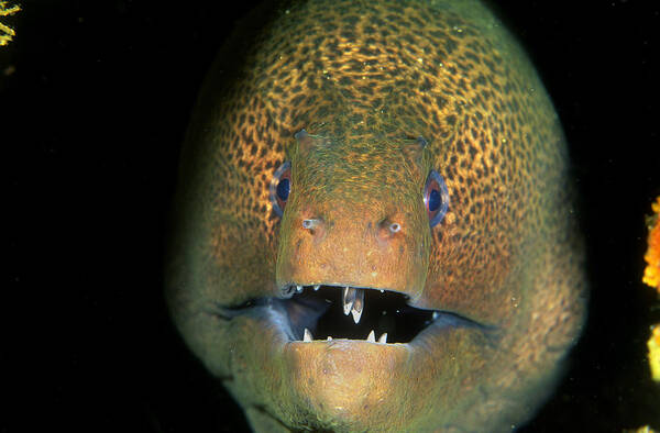 Animal Poster featuring the photograph Green Moray Eel #1 by Greg Ochocki