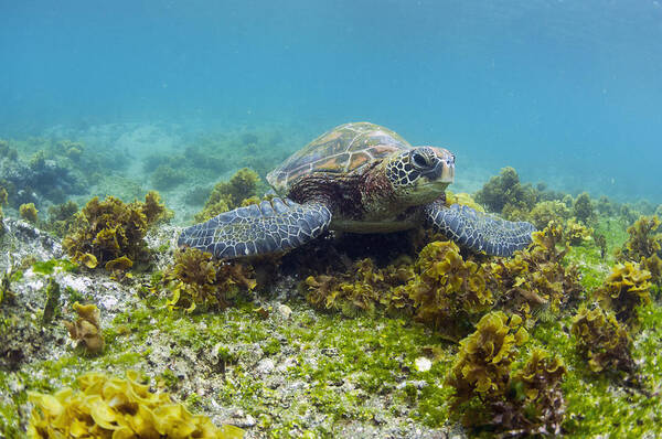 536796 Poster featuring the photograph Green Sea Turtle Galapagos Islands #1 by Tui De Roy