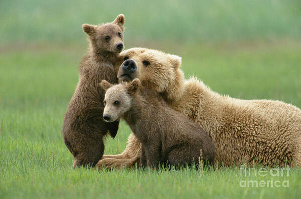 00345263 Poster featuring the photograph Grizzly Cubs Play With Mom by Yva Momatiuk John Eastcott