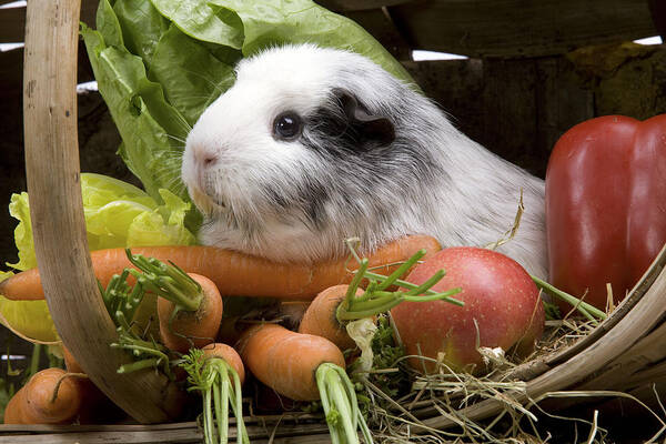 Guinea Pig Poster featuring the photograph Guinea Pig #1 by Jean-Michel Labat