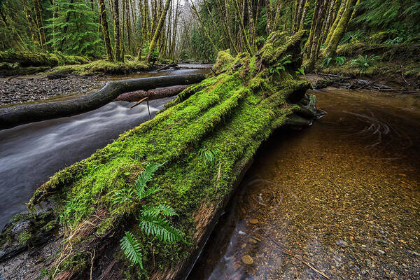 Outdoors Poster featuring the photograph Haans Creek Flows Through The Green #1 by Robert Postma