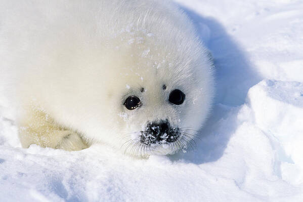 Harp Seal Poster featuring the photograph Harp Seal Pup #1 by Francois Gohier