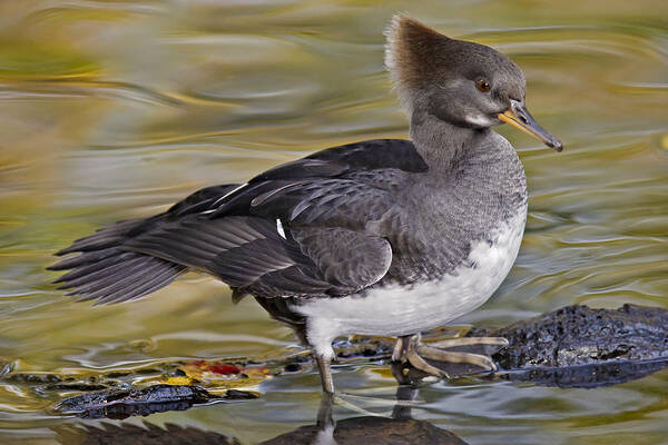 Hooded Merganser Poster featuring the photograph Hooded Merganser Duck #1 by Susan Candelario