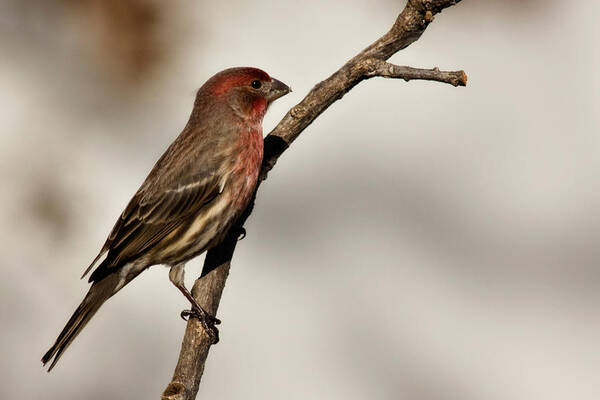 carpodacus Mexicanus Poster featuring the photograph House Finch by Lana Trussell