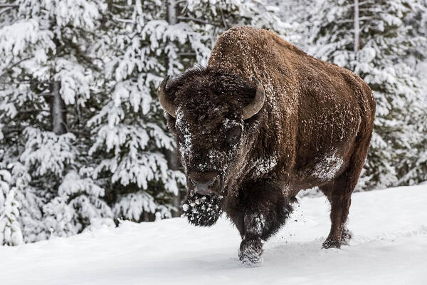 Bison Poster featuring the photograph Impervious #1 by Sandy Sisti