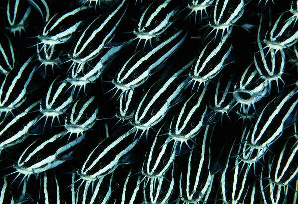 Animals Poster featuring the photograph Juvenile Catfish #1 by Matthew Oldfield/science Photo Library