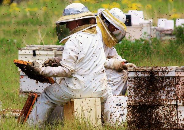 Bee Poster featuring the photograph Keepers of the harvest #1 by Roxie Crouch