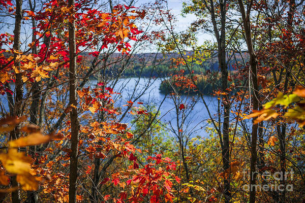 Forest Poster featuring the photograph Lake and fall forest by Elena Elisseeva