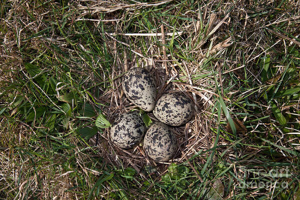 Northern Lapwing Poster featuring the photograph Lapwing Nest #1 by Marcus Bosch