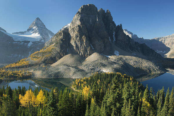 Feb0514 Poster featuring the photograph Larch Trees Mt Assiniboine And Sunburst #1 by Kevin Schafer