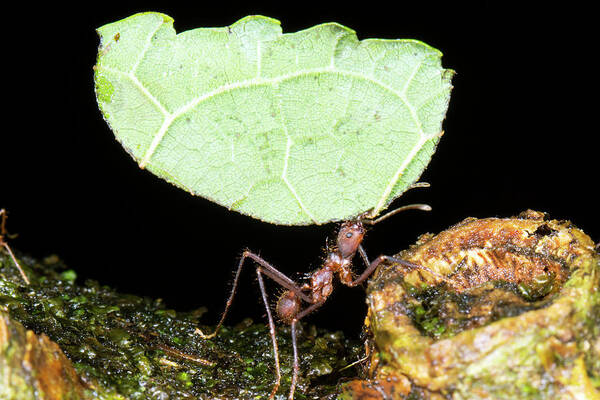1 Poster featuring the photograph Leafcutter Ant #1 by Dr Morley Read