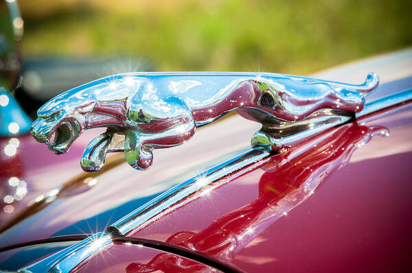 1960 Jaguar Poster featuring the photograph Leaping Jaguar #1 by Sebastian Musial