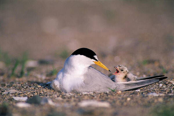 Bird Poster featuring the photograph Least Tern #1 by Paul J. Fusco