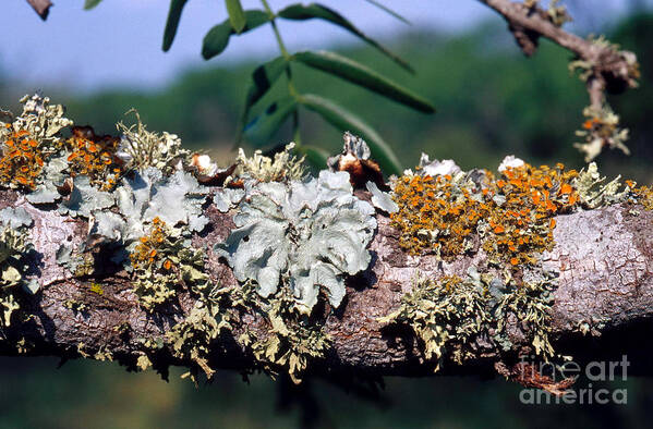 Foliose Lichen Poster featuring the photograph Lichens On A Tree #1 by Gregory G. Dimijian, M.D.
