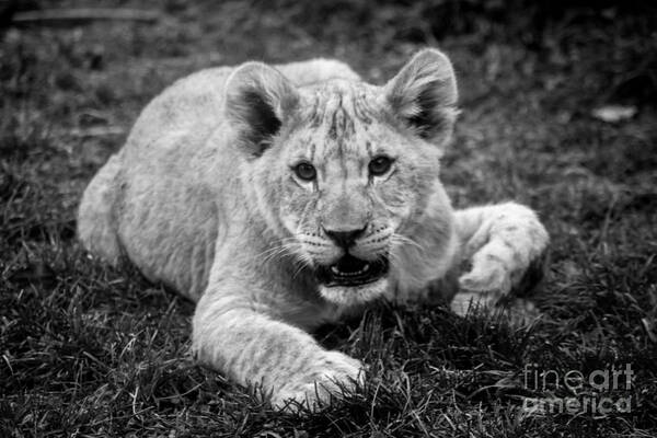  Poster featuring the photograph Lion Cub #1 by David Rucker