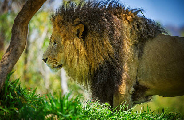 Animals Poster featuring the photograph Lion #1 by Matthew Onheiber