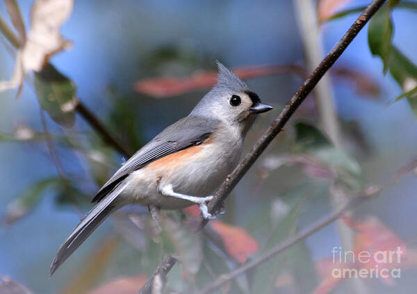 Titmouse Poster featuring the photograph Little Tufted Titmouse #1 by Kathy Baccari