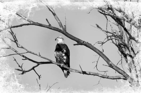 Eagle Poster featuring the photograph Loner #1 by Bonfire Photography