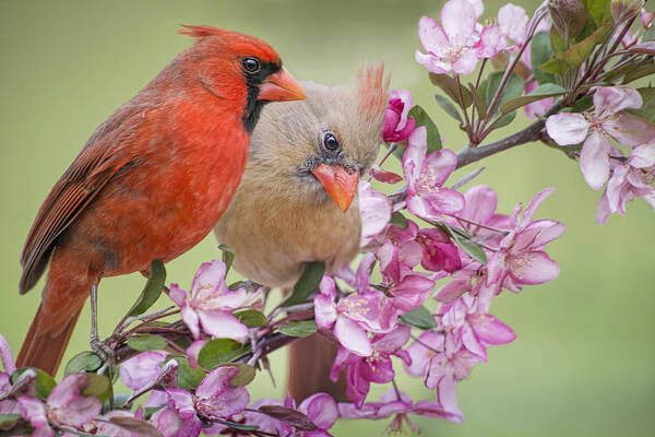 Cardinal Pair Poster featuring the photograph Love is in the Air #1 by Bonnie Barry