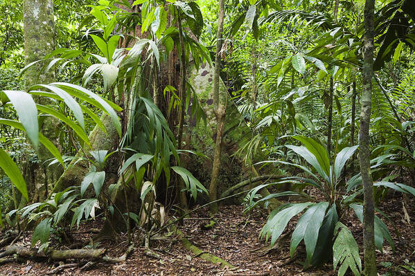 Feb0514 Poster featuring the photograph Lowland Rainforest Costa Rica #1 by Konrad Wothe