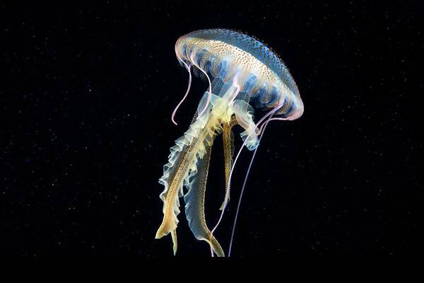 Animal Poster featuring the photograph Mauve Stinger Jellyfish #1 by Alexander Semenov/science Photo Library