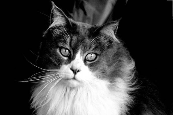 Black And White Photography Poster featuring the photograph Miss Kitty Portrait II BW by Lesa Fine