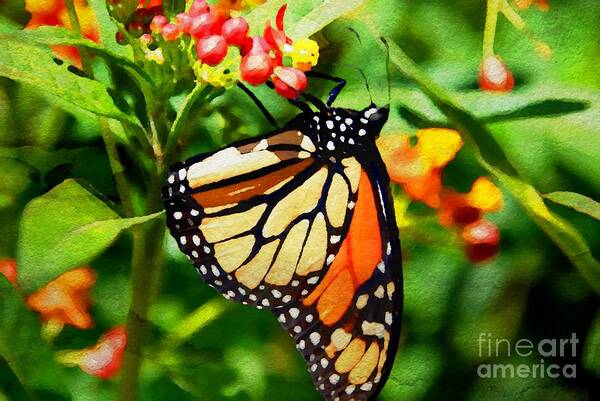 Butterflies Poster featuring the photograph Monarch WC by Ken Williams