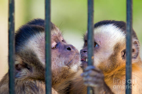 Animal Poster featuring the photograph Monkey species Cebus Apella behind bars #1 by Michal Bednarek