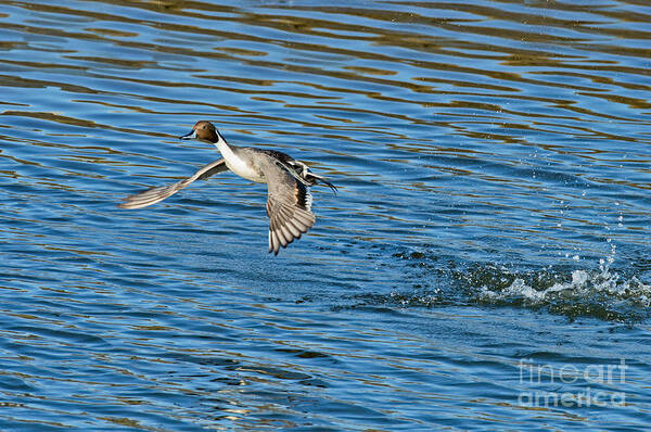 Nature Poster featuring the photograph Northern Pintail Drake Taking #1 by Anthony Mercieca