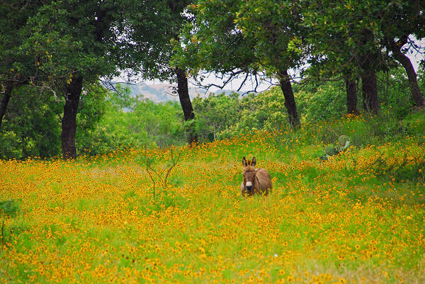 Wildflower Photos Poster featuring the photograph Only in Texas #1 by Lynn Bauer