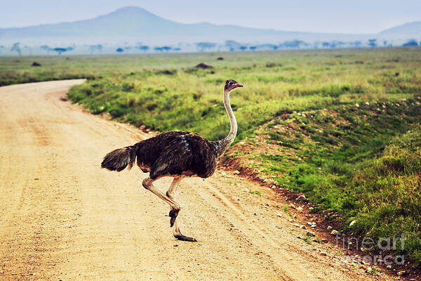 Safari Poster featuring the photograph Ostrich on savanna. Safari in Tanzania. #1 by Michal Bednarek