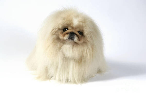 Dog Poster featuring the photograph Pekingese Dog #1 by John Daniels