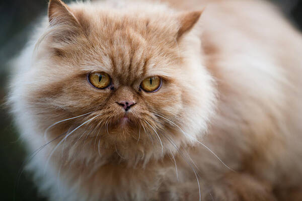 Animal Poster featuring the photograph Persian cat #1 by Serhii Odarchenko