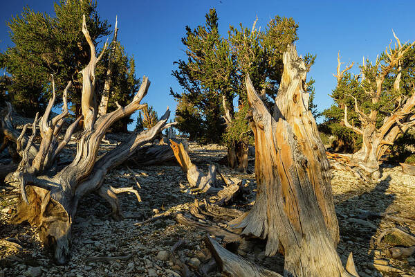 Photography Poster featuring the photograph Pine Trees In Ancient Bristlecone Pine #1 by Panoramic Images