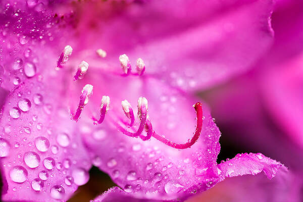 Spring Poster featuring the photograph Pink Dreams by Mary Jo Allen