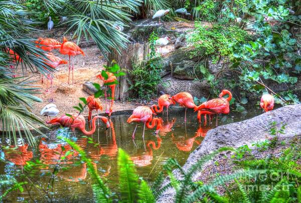 Flamingo Poster featuring the photograph Pink Flamingo #1 by Debbi Granruth