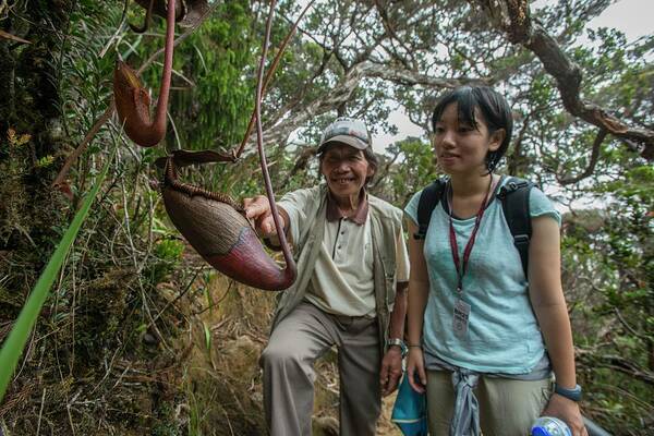 Activity Poster featuring the photograph Pitcher Plant Growing In Kinabalu Np #1 by Scubazoo
