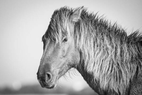 Wild Poster featuring the photograph Portrait of a Wild Horse #2 by Bob Decker