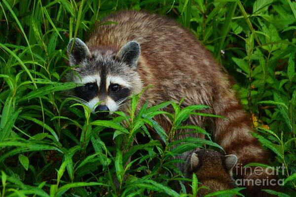 Raccoon Poster featuring the photograph Protective Mother #1 by Deanna Cagle