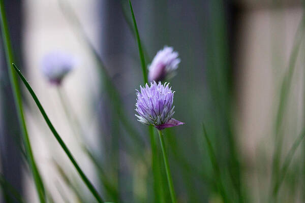 Purple Flower Poster featuring the photograph Purple flower #1 by Susan Jensen