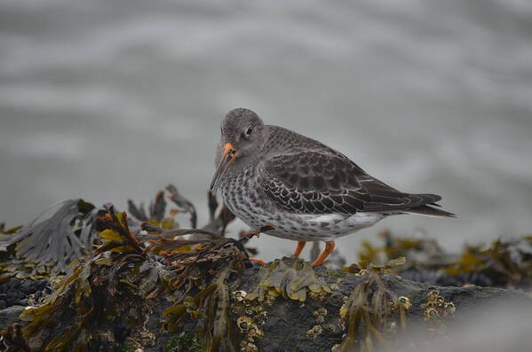 Purple Sandpiper Poster featuring the photograph Purple Sandpiper #1 by James Petersen