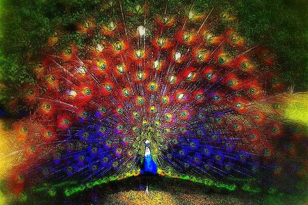 Peacock Poster featuring the photograph Rainbow Peacock by Jodie Marie Anne Richardson Traugott     aka jm-ART
