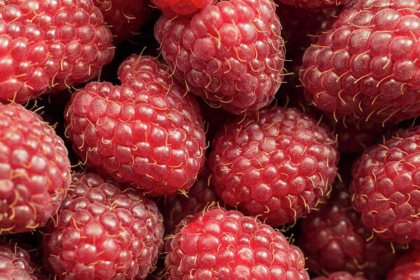 Heap Poster featuring the photograph Raspberries #1 by Daniel Kulinski
